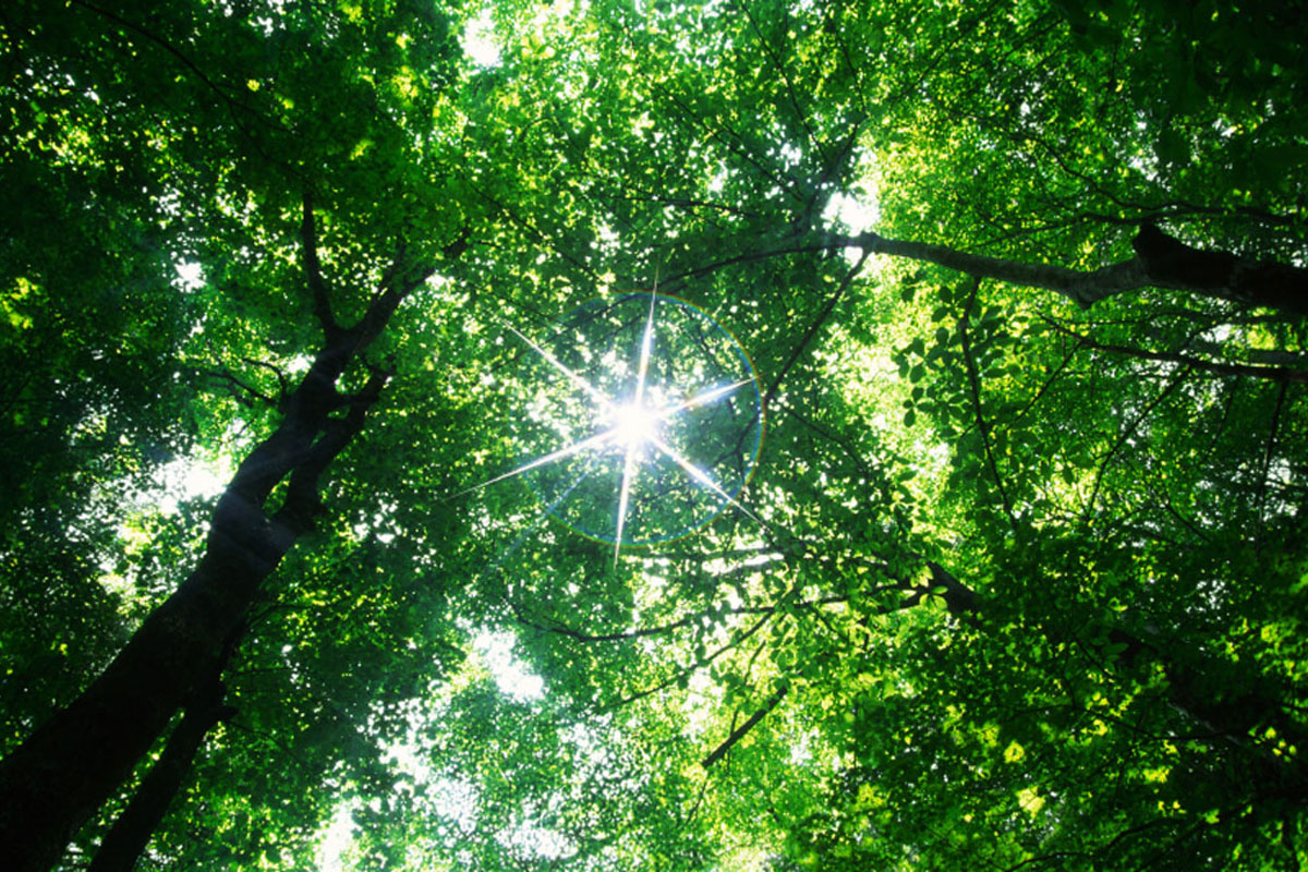 Tree Surgery and Chainsaw Training Courses