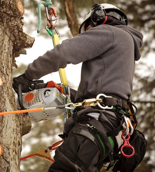 Tree Surgery Courses